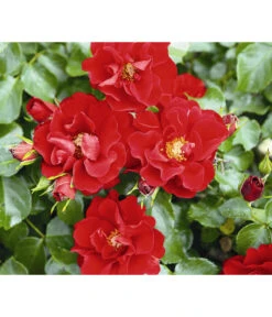 Rosen-Set Pflegeleicht, Rot/weiß, 2-teilig 8 Rosen-Set Pflegeleicht, Rot/weiß, 2-teilig -Gartenserien Verkaufsgeschäft 7803067 WE DE 001 BodendeckerRoseMatadorTantauRotRet