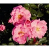 Bodendeckerrose 'Mirato®', Stämmchen 1 Bodendeckerrose 'Mirato®', Stämmchen -Gartenserien Verkaufsgeschäft 7803091 WE FS 001 BodendeckerRoseMiratoTantauPink