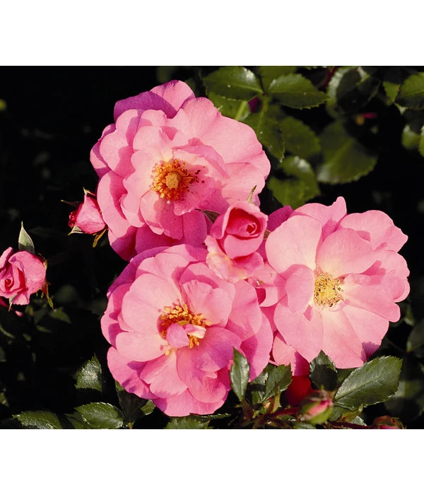 Bodendeckerrose 'Mirato®', Stämmchen 3 Bodendeckerrose 'Mirato®', Stämmchen