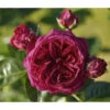 Nostalgie®-Edelrose 'Marietta®' 1 Nostalgie®-Edelrose 'Marietta®' -Gartenserien Verkaufsgeschäft 7803844 PR DE 001 MariettaTantau