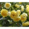 Zwerg-Kletterrose 'Starlet® Elida®' 2 Zwerg-Kletterrose 'Starlet® Elida®' -Gartenserien Verkaufsgeschäft 7803869 PR DE 001 StarletRoseElidaTantau