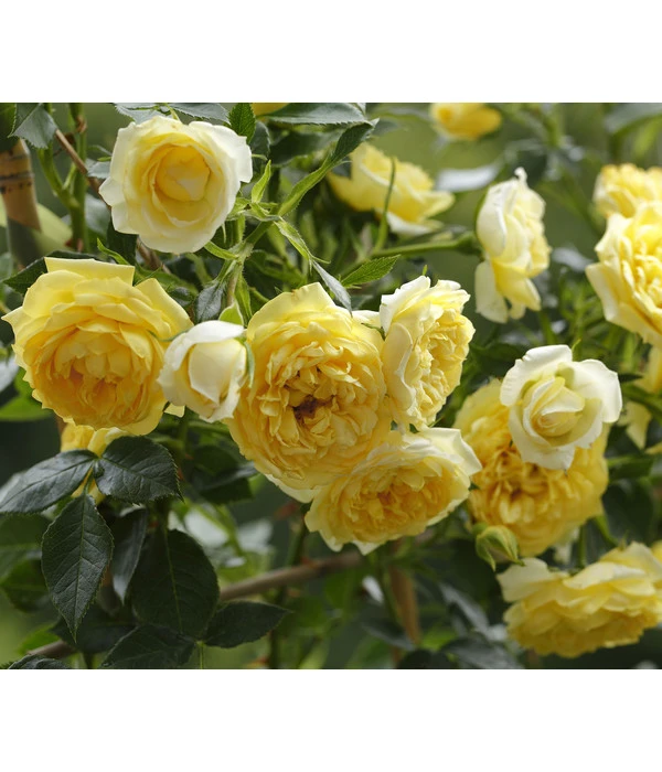 Zwerg-Kletterrose 'Starlet® Elida®' 3 Zwerg-Kletterrose 'Starlet® Elida®'