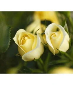 Zwerg-Kletterrose 'Starlet® Elida®' 5 Zwerg-Kletterrose 'Starlet® Elida®' -Gartenserien Verkaufsgeschäft 7803869 PR DE 002 StarletRoseElidaTantau