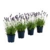 Duft-Lavendel 'Felice', 4er-Set -Gartenserien Verkaufsgeschäft 7805773 WE FS 001 LavendelpaketDuftLavendelAngustifoliaFeliceLavandula4Pflanzen