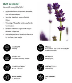 Duft-Lavendel 'Felice', 4er-Set 10 Duft-Lavendel 'Felice', 4er-Set -Gartenserien Verkaufsgeschäft 7805773 WE IG 001 DuftLavendel 1