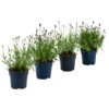 Lavendel-Set Lavendel-Vielfalt, 4-teilig -Gartenserien Verkaufsgeschäft 7805781 WE FS 001 LavendelpaketMixLavandula4PflanzenT12