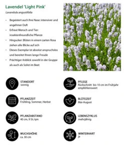 Lavendel-Set Lavendel-Vielfalt, 4-teilig -Gartenserien Verkaufsgeschäft 7805781 WE IG 001 LavendelLightPinkAngustifoliaLightPinkLuckner