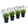 Dehners Bienen-Lavendel, 4er-Set 1 Dehners Bienen-Lavendel, 4er-Set -Gartenserien Verkaufsgeschäft 7805799 WE FS 001 LavendelpaketBieneBienenlavendelLavandula4PflanzenT12
