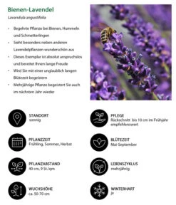 Lavendel-Set Lavendel-Vielfalt, 4-teilig -Gartenserien Verkaufsgeschäft 7805799 WE IG 001 BienenLavendel