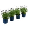 Schmetterlings-Lavendel 'Royal Blue', 4er-Set 1 Schmetterlings-Lavendel 'Royal Blue', 4er-Set -Gartenserien Verkaufsgeschäft 7805807 WE FS 001 LavendelpaketLavandulaSchmetterlingslavendel4PflanzenT12