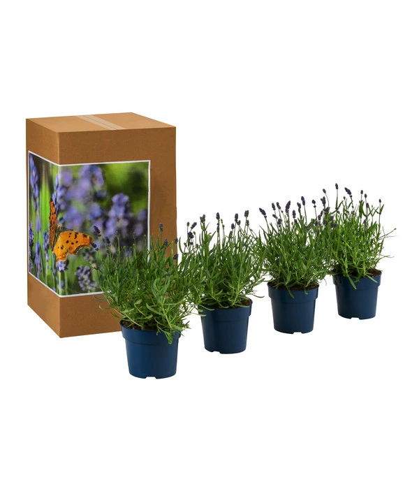 Schmetterlings-Lavendel 'Royal Blue', 4er-Set 4 Schmetterlings-Lavendel 'Royal Blue', 4er-Set - Image 2