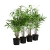 Schirmbambus, 4er-Set 1 Schirmbambus, 4er-Set -Gartenserien Verkaufsgeschäft 7805849 WE FS 001 FargesiaMurielaeBambus4erSetT30