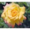 Edelrose 'Gloria Dei®' 2 Edelrose 'Gloria Dei®' -Gartenserien Verkaufsgeschäft 7808454 PR DE 001 EdelroseGloriaDeiGelbTantau