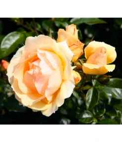 Beetrose 'Hansestadt Rostock®', Stämmchen