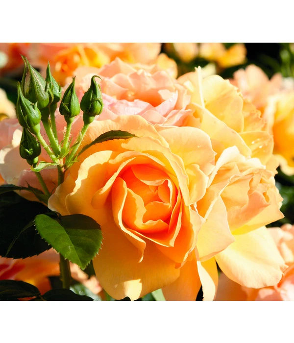 Beetrose 'Hansestadt Rostock®', Stämmchen 4 Beetrose 'Hansestadt Rostock®', Stämmchen - Image 2