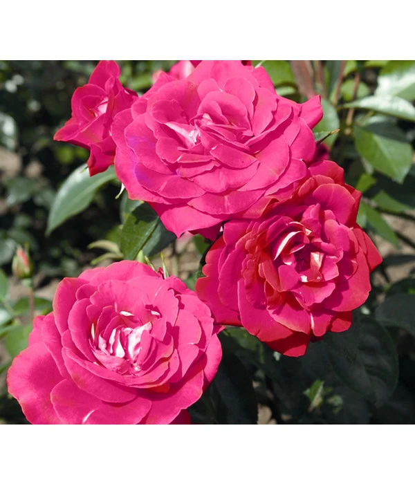 Beetrose 'Heimatmelodie®' 4 Beetrose 'Heimatmelodie®' - Image 2