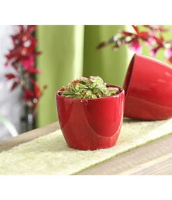 Sonnentau - Drosera Aliciae -Gartenserien Verkaufsgeschäft 7975980 WE MO 001 SonnentauDroseraCapensisT9DehnerExpressHerzig