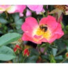 Bodendeckerrose 'Bienenweide® Bicolor' -Gartenserien Verkaufsgeschäft 7978133 PR DE 001 RoseBienenweideBicolorTantau