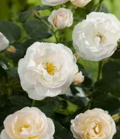 Beetrose 'Martin Luther Rose®' 9 Beetrose 'Martin Luther Rose®' -Gartenserien Verkaufsgeschäft 7978232 PR DE 001 RoseMartinLutherTantau