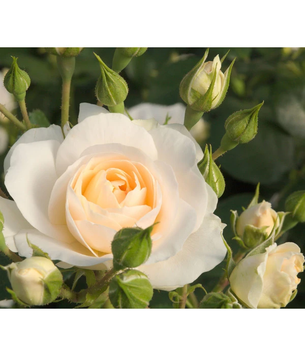 Beetrose 'Martin Luther Rose®' 3 Beetrose 'Martin Luther Rose®'