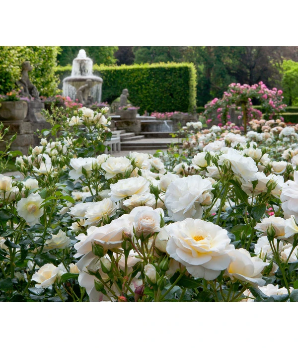 Beetrose 'Martin Luther Rose®' 4 Beetrose 'Martin Luther Rose®' - Image 2