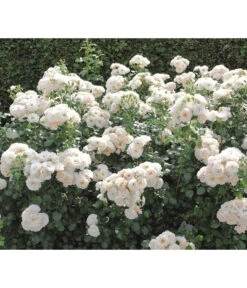 Beetrose 'Martin Luther Rose®' 8 Beetrose 'Martin Luther Rose®' -Gartenserien Verkaufsgeschäft 7978232 PR DE 004 RoseMartinLutherTantau