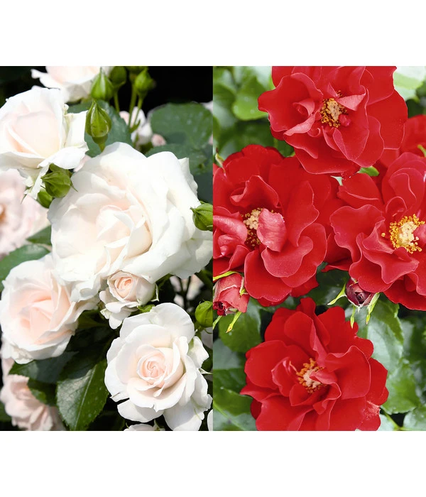Rosen-Set Pflegeleicht, Rot/weiß, 2-teilig 3 Rosen-Set Pflegeleicht, Rot/weiß, 2-teilig