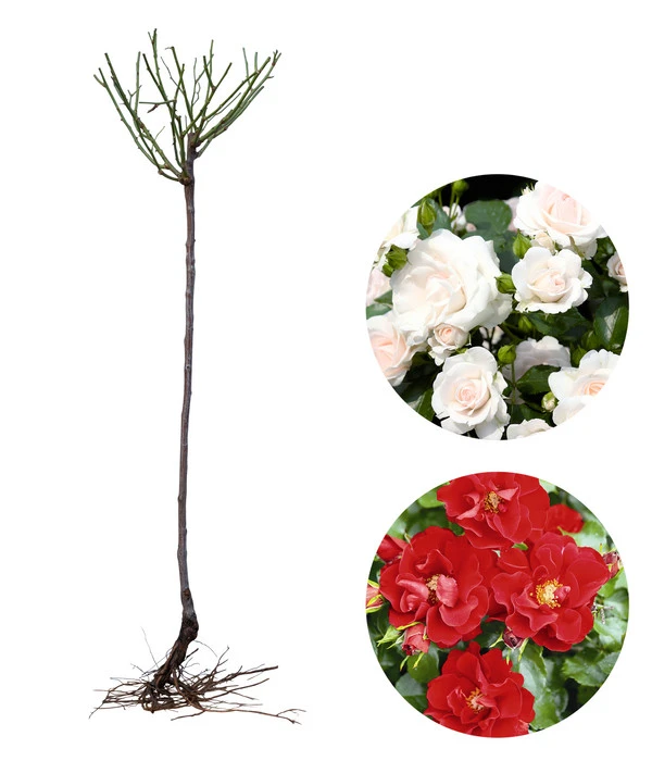 Rosen-Set Pflegeleicht, Rot/weiß, 2-teilig 4 Rosen-Set Pflegeleicht, Rot/weiß, 2-teilig - Image 2