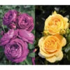 Rosen-Set Dufterlebnis, Gelb/lila, 2-teilig -Gartenserien Verkaufsgeschäft 7978273 WE FS 001 RosensetDufterlebnisgelblila2teilig