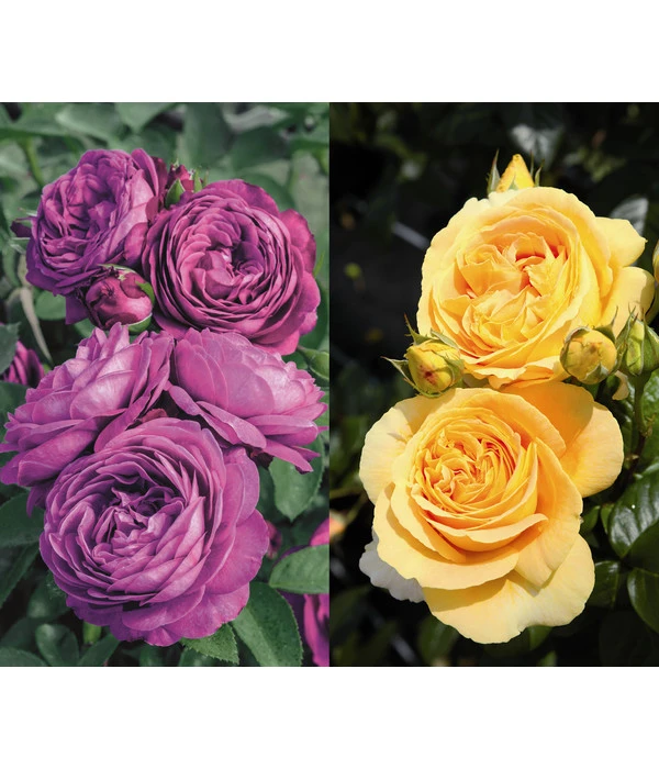 Rosen-Set Dufterlebnis, Gelb/lila, 2-teilig 3 Rosen-Set Dufterlebnis, Gelb/lila, 2-teilig