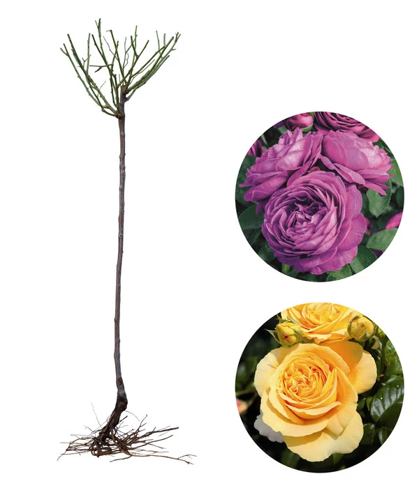 Rosen-Set Dufterlebnis, Gelb/lila, 2-teilig 4 Rosen-Set Dufterlebnis, Gelb/lila, 2-teilig - Image 2