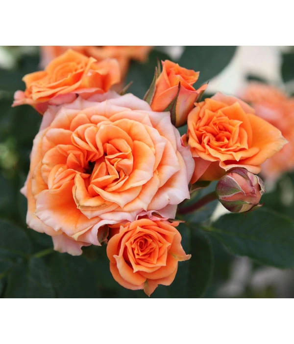 Zwergrose 'Clementine®' 3 Zwergrose 'Clementine®'