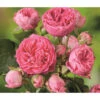 Noblesse® Spray-Rose 'Candy Rokoko®' -Gartenserien Verkaufsgeschäft 7988520 WE DE 001 SprayroseCandyRokokoTantau