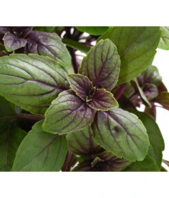 Dehner Gourmet Garten Strauchbasilikum 'Magic Blue' -Gartenserien Verkaufsgeschäft 8001869 WE DE 001 GourmetGartenBasilikumMagicBlue