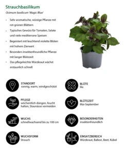 Dehner Gourmet Garten Strauchbasilikum 'Magic Blue' -Gartenserien Verkaufsgeschäft 8001869 WE IG 001 Strauchbasilikum