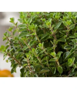 Bio Oregano 9 Bio Oregano -Gartenserien Verkaufsgeschäft 8002081 WE DE 001 BioOreganoBioOreganum