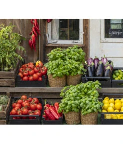 Tomate 'Previa' -Gartenserien Verkaufsgeschäft 8002578 WE MO 001 BellaItaliaTomatePaprikaBasilikum2021GC04 1