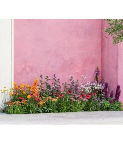 Zwergzinnie, Verschiedene Sorten -Gartenserien Verkaufsgeschäft 8003071 WE MO 001 AchilleaT19 NaturGarten Sommerstory 2023 04