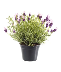 Schopf-Lavendel -Gartenserien Verkaufsgeschäft 8017014 BildFS 001 SchopfLavendelLavandulaStoeT13