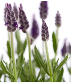 Schopf-Lavendel -Gartenserien Verkaufsgeschäft 8017014 WE DE 001 LavendelSchopflavendelLavandulaStoechasT13DehnerExpressZS