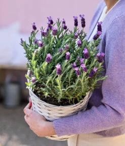 Schopf-Lavendel -Gartenserien Verkaufsgeschäft 8017014 WE MO 001 LavendelKorb