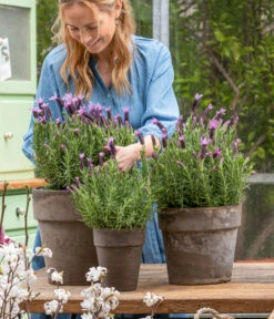 Schopf-Lavendel -Gartenserien Verkaufsgeschäft 8017014 WE MO 001 SchopfLavendelStoechas