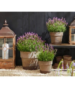 Schopf-Lavendel -Gartenserien Verkaufsgeschäft 8017014 WE MO 001 Schopflavendel