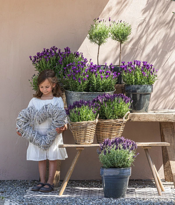 Schopf-Lavendel - Image 5