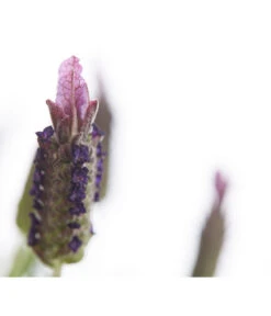 Schopf-Lavendel -Gartenserien Verkaufsgeschäft 8017089 PR DE 001 LavendelStoechasLavandulaStoechasT18DehnerExpressHerzig