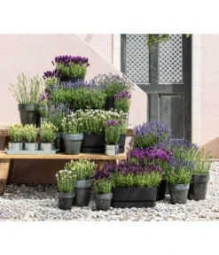 Lavendel 'Silver Sands' -Gartenserien Verkaufsgeschäft 8022436 WE MO 001 LavendelDark