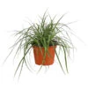 Weißbunte Japan-Segge 'Variegata' 2 Weißbunte Japan-Segge 'Variegata' -Gartenserien Verkaufsgeschäft 8026775 PR FS 001 CarexWeiss GruenT13SeggeDehnerExpressHerzig