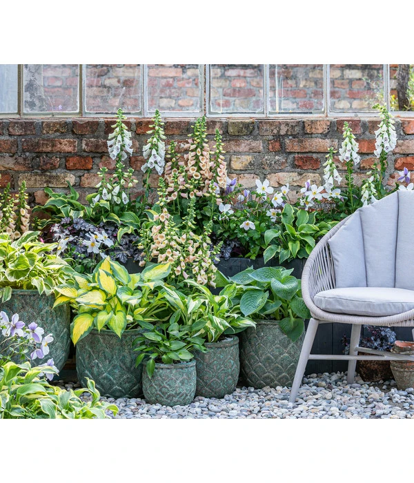 Weißrand-Funkie 'Patriot' 6 Weißrand-Funkie 'Patriot' - Image 4