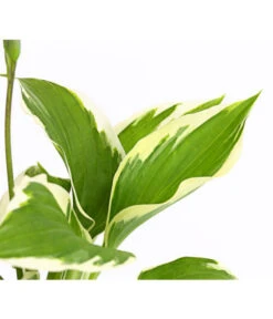 Weißrand-Funkie 'Patriot' 11 Weißrand-Funkie 'Patriot' -Gartenserien Verkaufsgeschäft 8029241 PR DE 001 HostaFunkiePatriotDehnerExpressHerzig