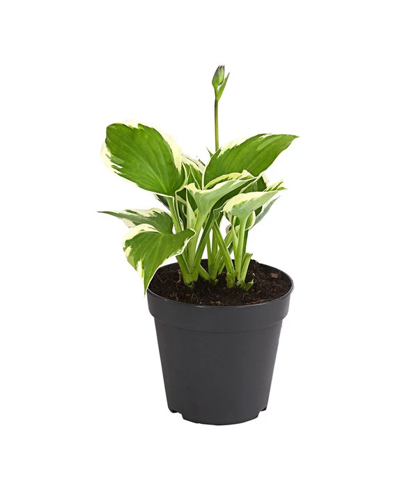 Weißrand-Funkie 'Patriot' 3 Weißrand-Funkie 'Patriot'